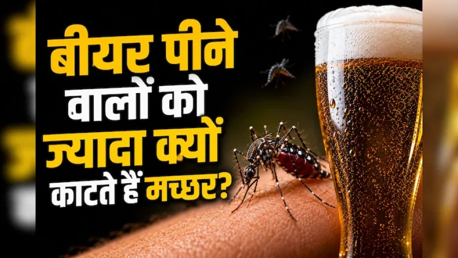 बीयर पीने वालों को ज्यादा क्यों काटते हैं मच्छर? रिसर्च में हुआ चौंकाने वाला खुलासा