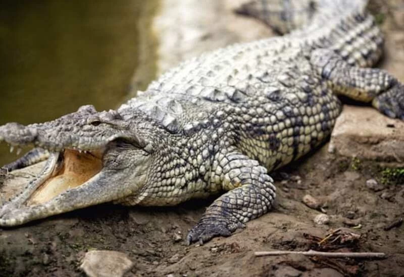 मां ने दिखाई बहादुरी, मगरमच्छ के जबड़ों से निकाल बचाई 3 साल के बच्चे की जान