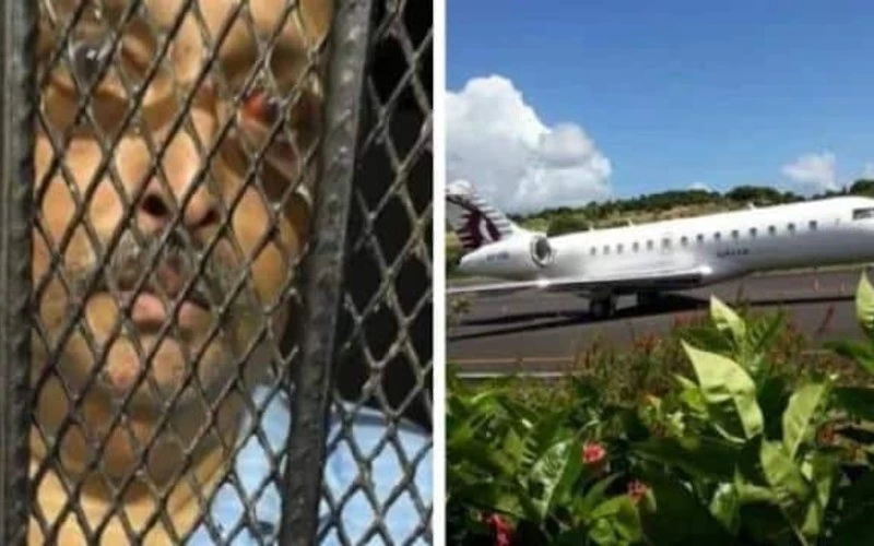 Mehul Choksi repatriation Case Jet in Dominica is from India confirms Antigua PM PNB Bank fraud case