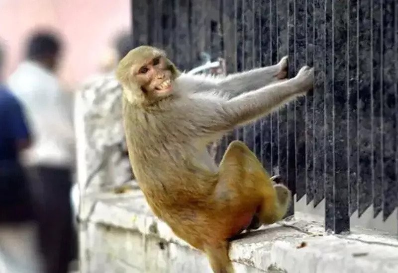 Is it auspicious or inauspicious to see a monkey in a dream? take cues from actions