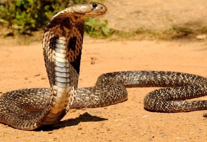 Waiting for the serpent... 2 people who killed the snake were found and killed, lost their lives in agony