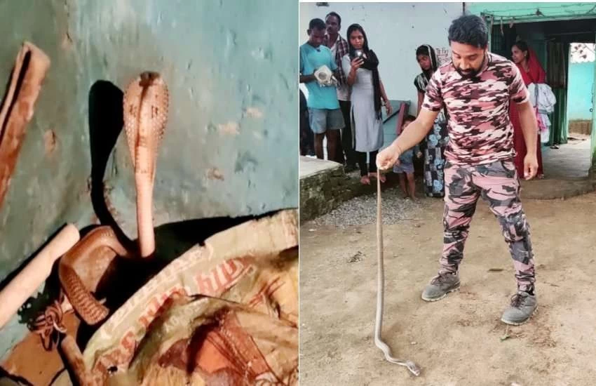 Seeing the cobra snake spread its hood next to the son the mothers senses were blown away the police saved her life