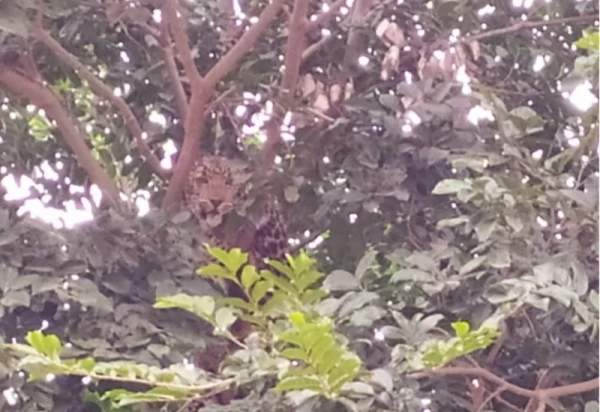 सियार का शिकार करते हुए गांव में घुसा पैंथर, पेड़ पर पैंथर देख गांव वालो के उड़े होश 