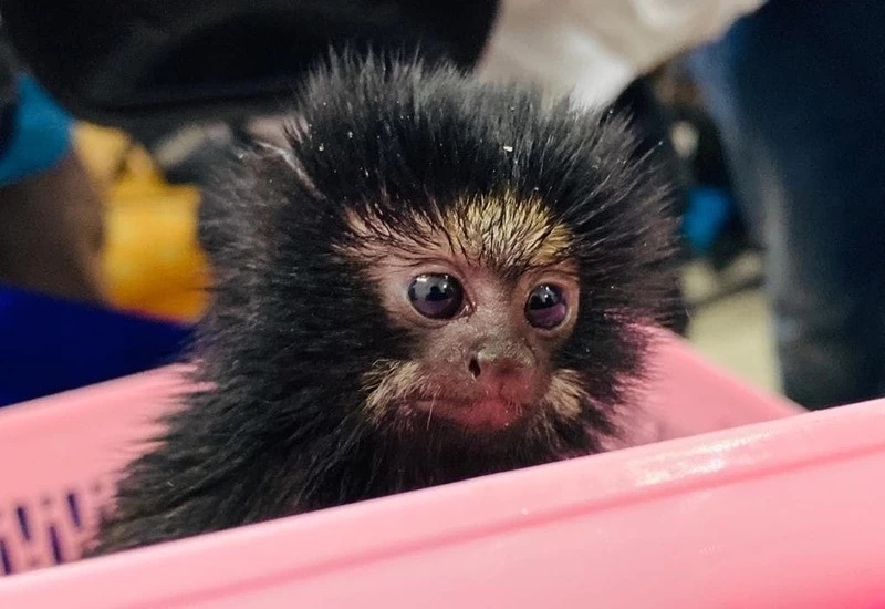 PETA की भारत को चेतावनी- अवैध 'वेट मार्केट' से आ सकती है नई महामारी