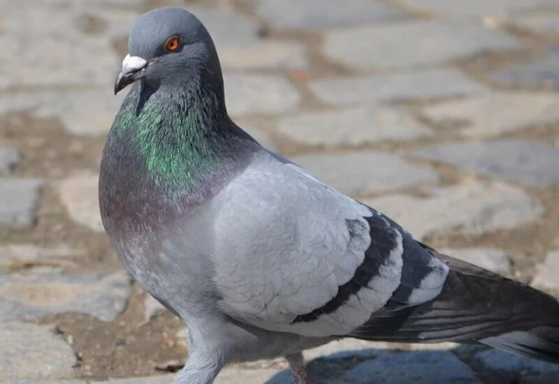 Chip-fitted pigeon caught in Gujarat's Vadodara