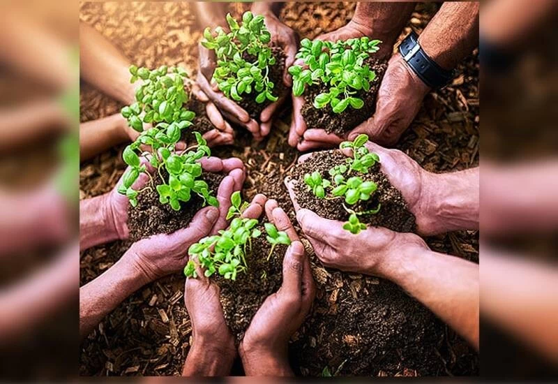 स्टडी में दावा: पौधे लगाकर पर्यावरण को नुकसान पहुंचा रहे हम!