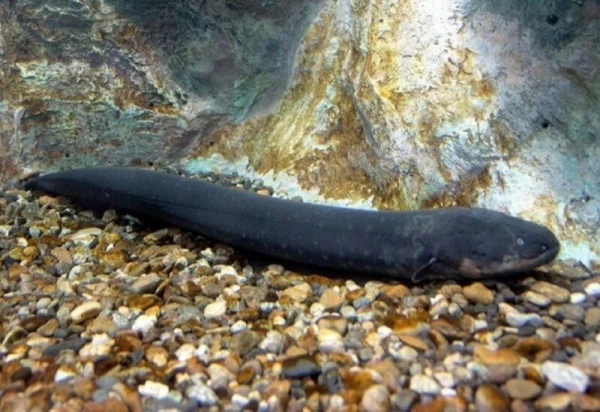 बिजली पैदा करने वाली मछली, जिसकी बिजली से रोशन हो रहा क्रिसमस ट्री