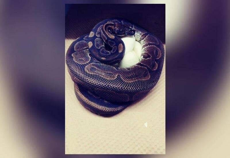 62-yr-old python lays eggs despite not being near a male for 20 yrs