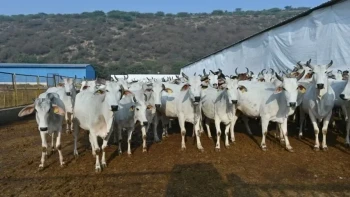 Rajasthan Gaushala Scam: Recovery Of 3 Crore 62 Lakh From Two Major Shelters