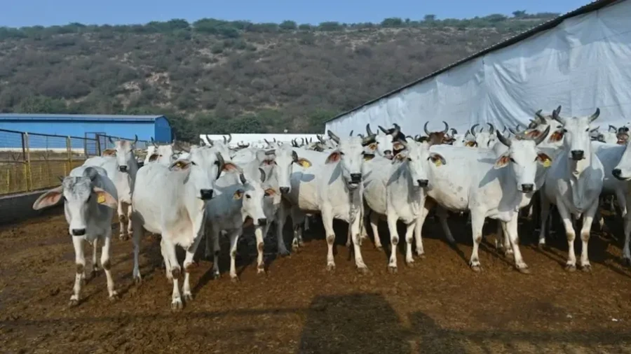 राजस्थान गौशाला अनुदान घोटाला: जयपुर की दो बड़ी गौशालाओं से होगी 3 करोड़ 62 लाख की वसूली