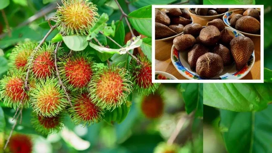 भारत में उगने वाले ये 4 अनोखे फल स्वाद और सेहत का खजाना