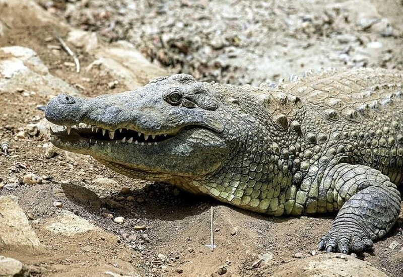 पकड़ने गया नदी में मछली, फंस गया मगरमच्छ फिर...