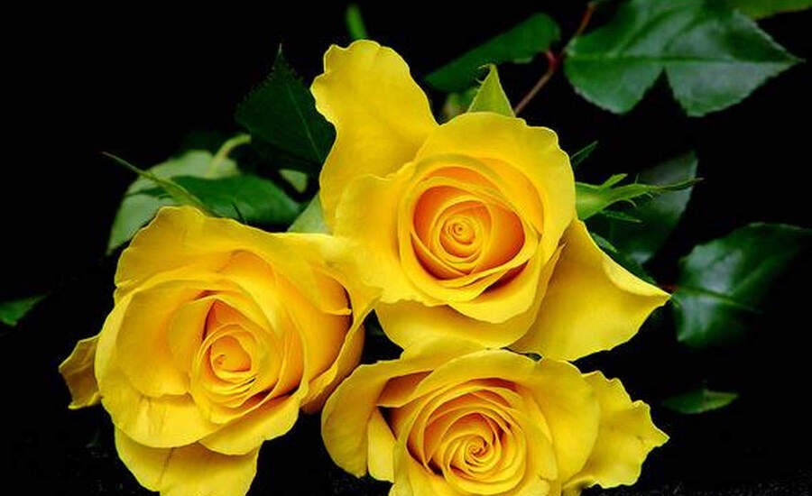 पीला गुलाब