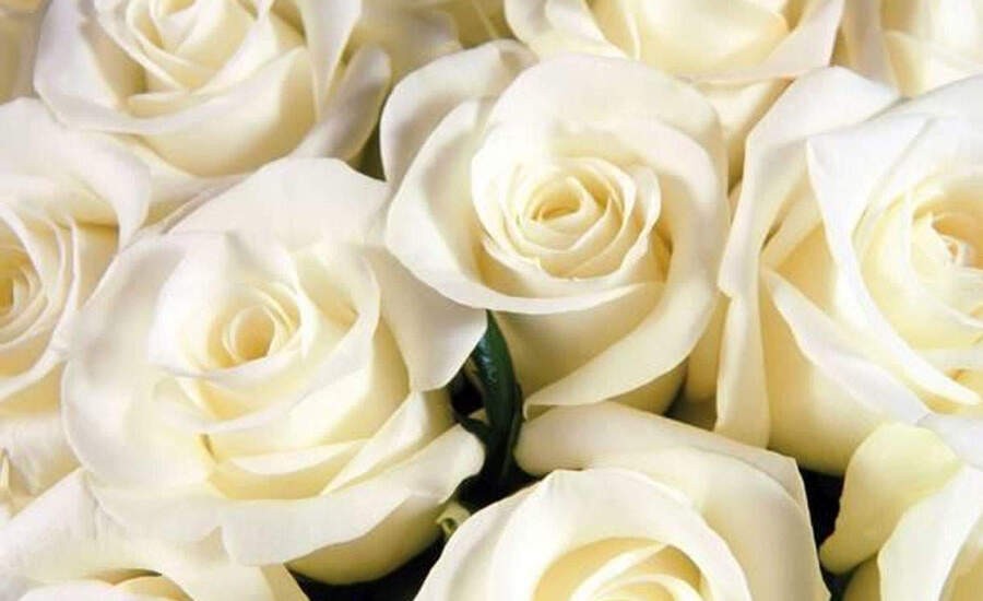 सफेद गुलाब