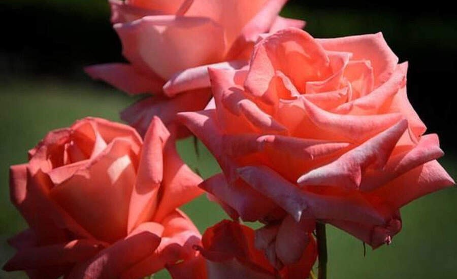 पिंक गुलाब