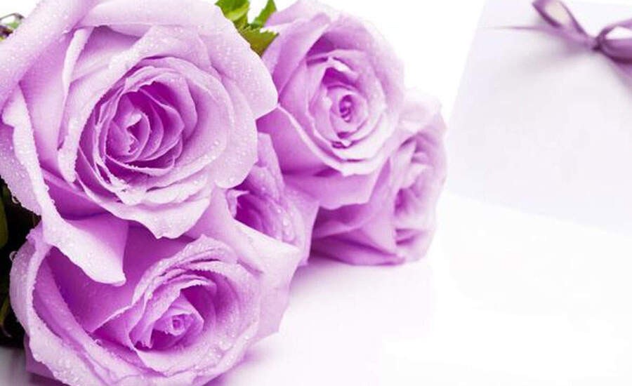 लैवेंडर गुलाब