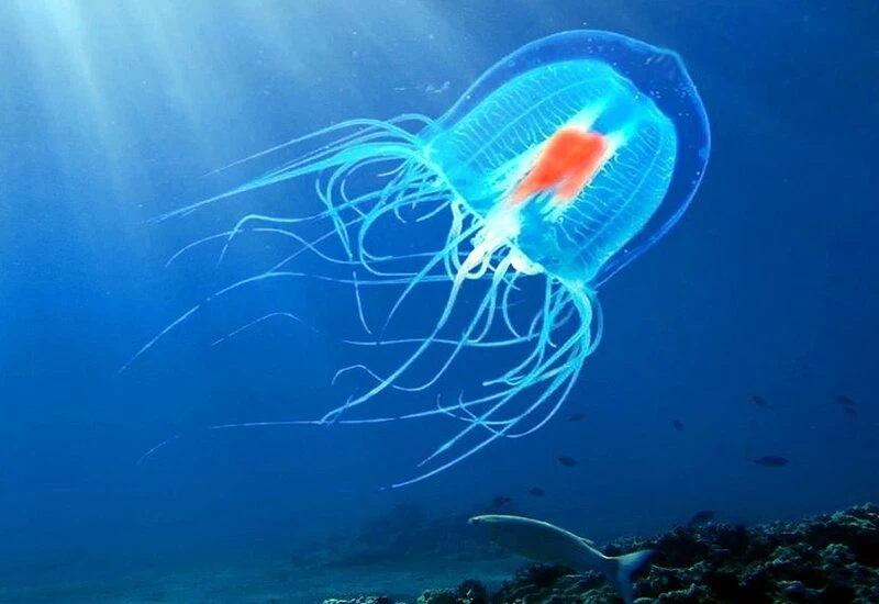 पृथ्वी पर रहने वाला एकमात्र प्राणी, जो है अमर, कभी नहीं मरता