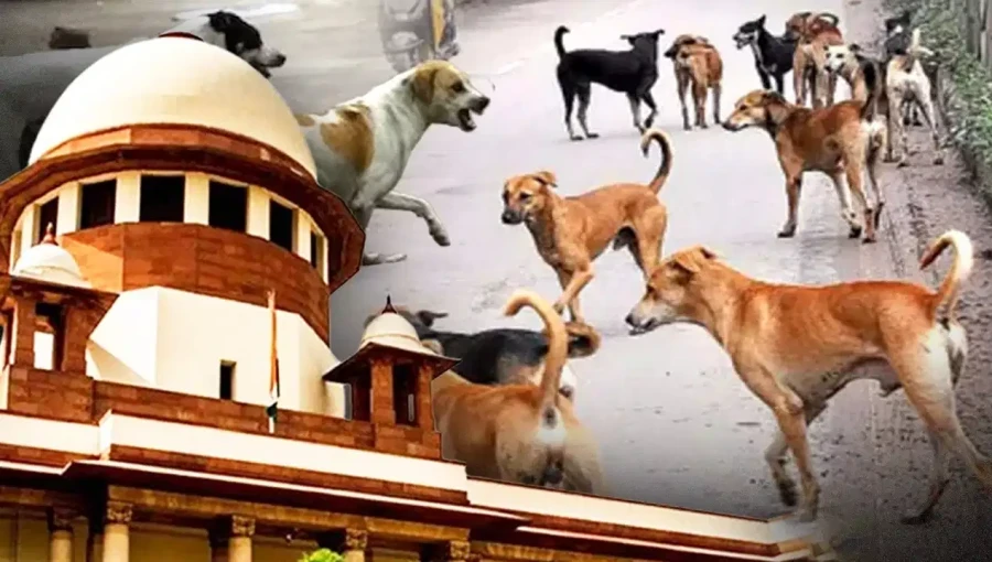 Supreme Court: Order To Remove Stray Dogs From Public Places Upheld, Petitions Dismissed