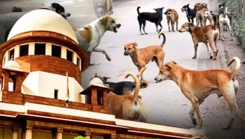 Supreme Court: Order To Remove Stray Dogs From Public Places Upheld, Petitions Dismissed