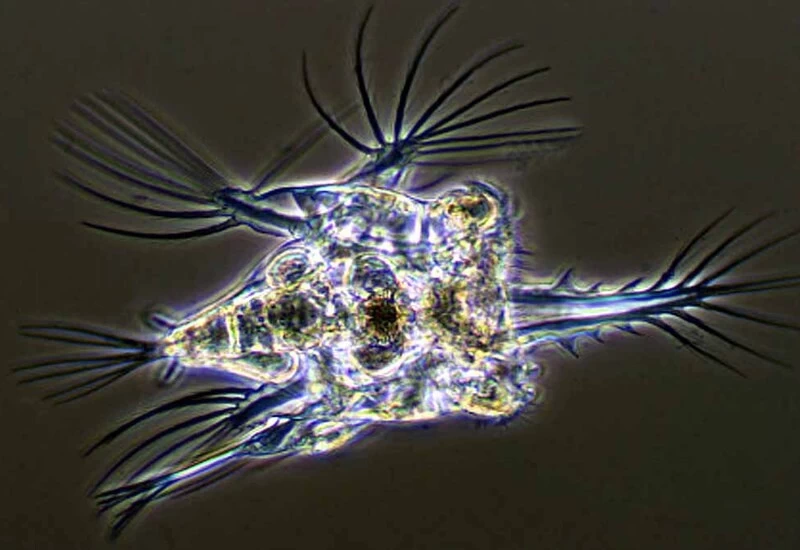 Buried in the snow for 24 thousand years 'Zombie' started making its own clone as soon as it came out