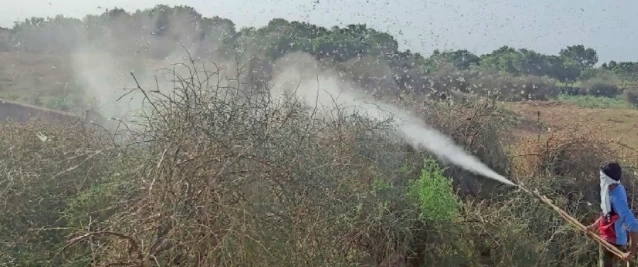 27 साल बाद चूरू शहर के 5 किमी क्षेत्र में 20 मिनट मंडराती रही टिड्‌डी