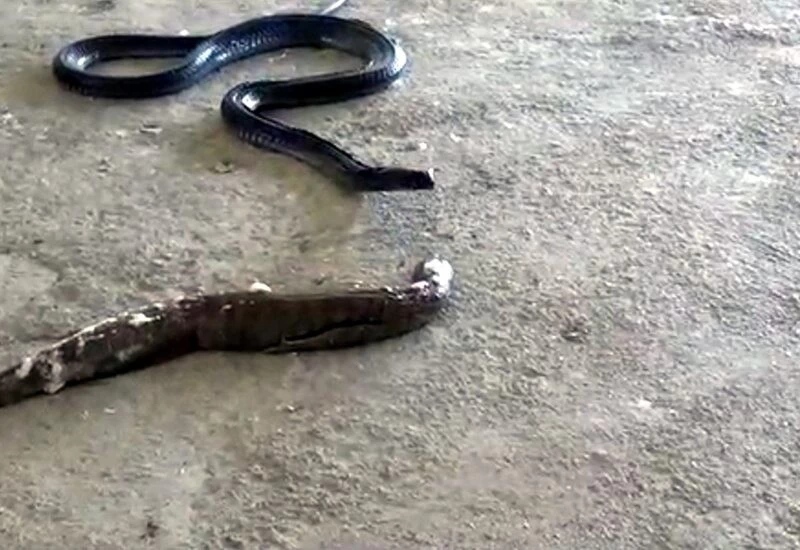 पंप हाउस में फन फैलाए बैठा था कोबरा सांप, रेस्क्यू किया तो मुंह से उगल दिया बड़ा शिकार