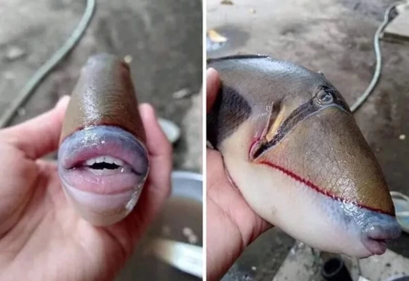 समंदर में मिली अनोखी मछली, इंसानों की तरह हैं होंठ और दांत
