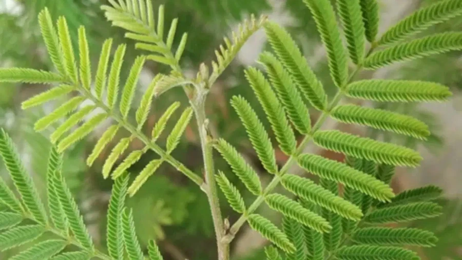 Shami Plant Vastu: Avoid Placing Shami Plant In This Direction To Prevent Financial Loss