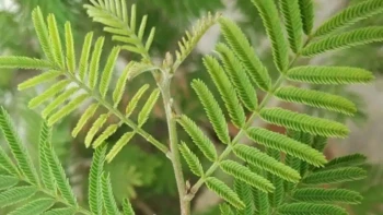Shami Plant Vastu: Avoid Placing Shami Plant In This Direction To Prevent Financial Loss