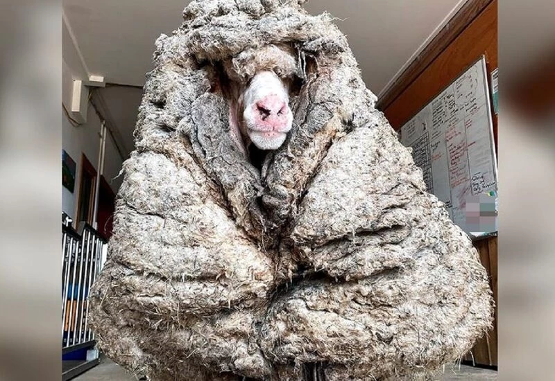 5 साल से जंगल में भटक रही भेड़ बनी ऊन का गोला, शरीर से 35 किलो ऊन निकाल कर बचाई जान