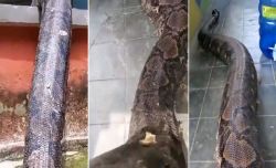 Viral video of big and fat snake trending on social media dangerous snakes python anaconda