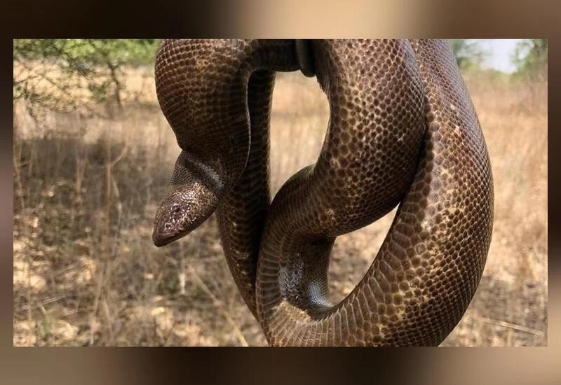 Rare species of snake worth ₹1.25 crore rescued in Madhya Pradesh