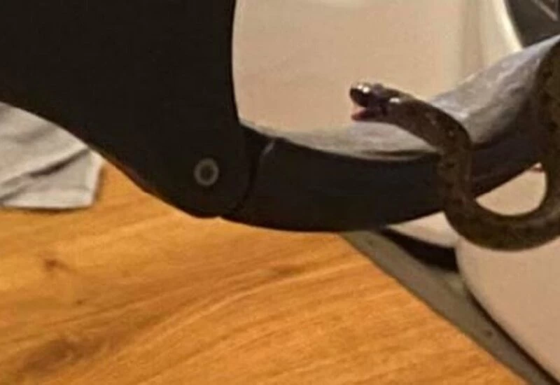 रात को सोने बेडरूम में गई महिला, बिस्तर के नीचे बैठे हुए थे 18 सांप और फिर...