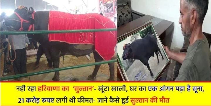 Haryanas Sultan is no more - the peg is empty a courtyard of the house is lying deserted the price was 21 crores - know how the Sultan died