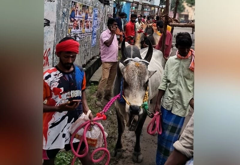 जल्लीकट्टू के लिए इस तरह के सजे-धजे बैल, सींगों में फूलों की माला, माथा टीका लगाया