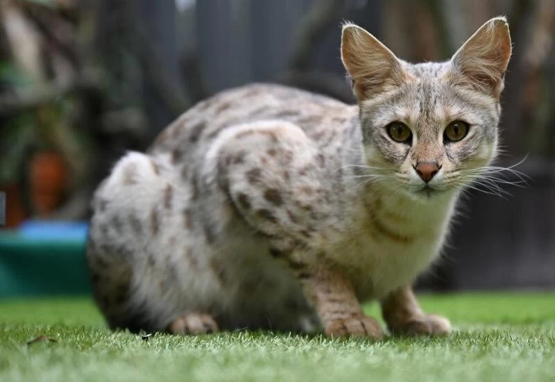 French couple buy ₹5.18 lakh Savannah cat online, it turns to be a tiger cub