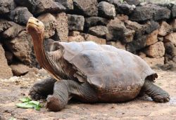 100-year-old tortoise retires after his sex drive helps to save his species