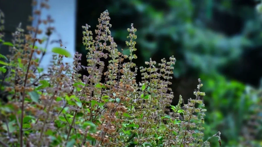 Ekadashi Tulsi Puja Rules: Should You Water Tulsi On Ekadashi? Know Rituals