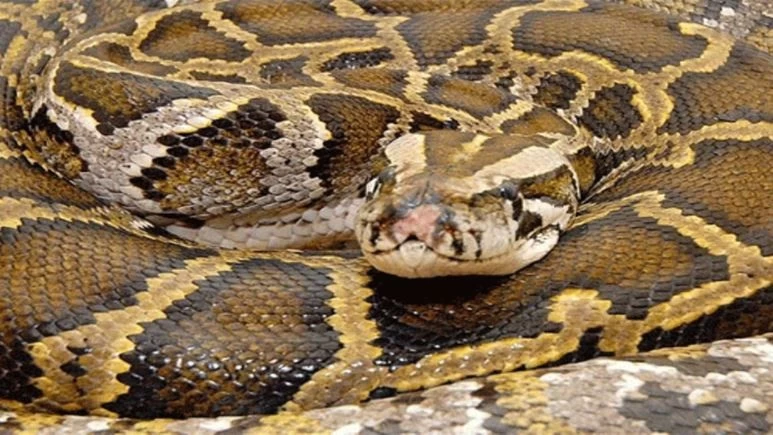 कभी अजगर को खून की उल्टी करते देखा है? नहीं तो यहां देखिए