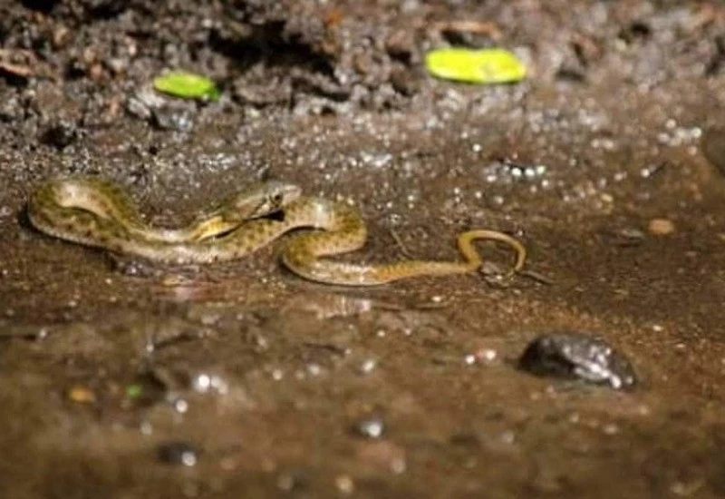 More than 50 snakes in a house, panic-stricken family and neighbors