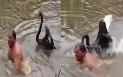 Trending video shared by actor shakti kapoor viral video swan attacked man in water