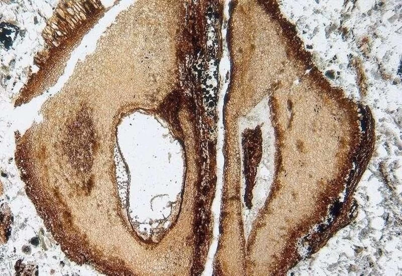 Scientists find oldest piece of mahogany wood dating back to age of dinosaurs